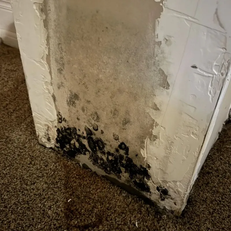 Professional Mold Removal in Monserrate, PR